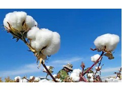广州永航梳棉机皮带厂家告诉您新疆棉花为什么那么好！